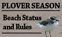 Western Snowy Plover nesting season - beach status and rules